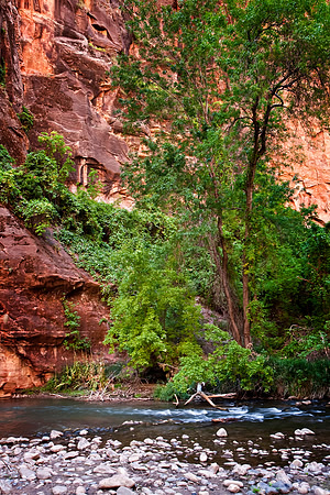 Virgin River Detail, Zion NP