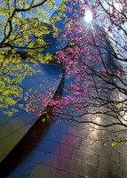 Walt Disney Concert Hall