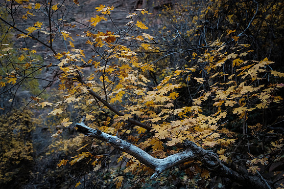 DSCF2192