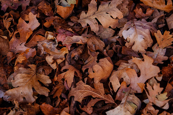 DSCF2366