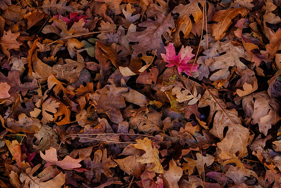 DSCF2363
